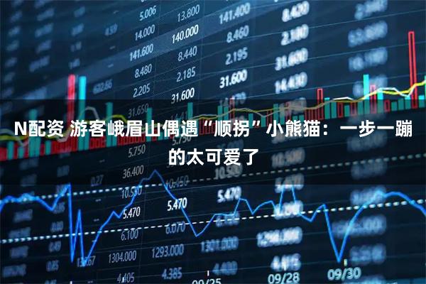 N配资 游客峨眉山偶遇“顺拐”小熊猫：一步一蹦的太可爱了